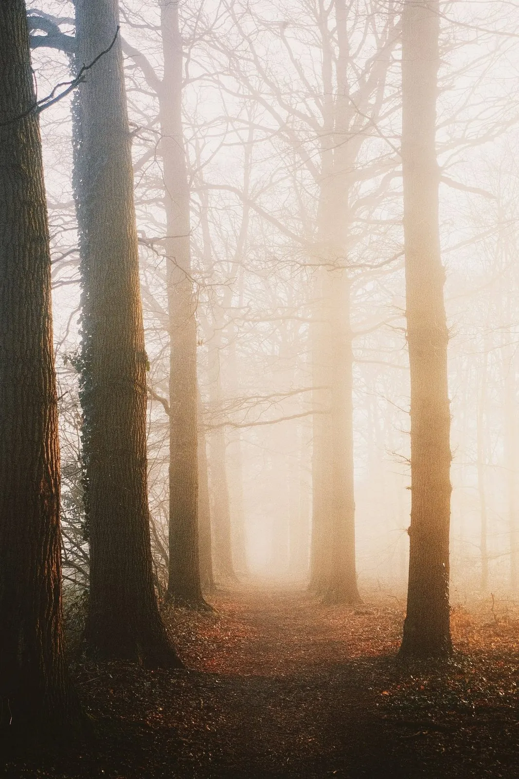 Anxiety and dreams, foggy trees at dawn