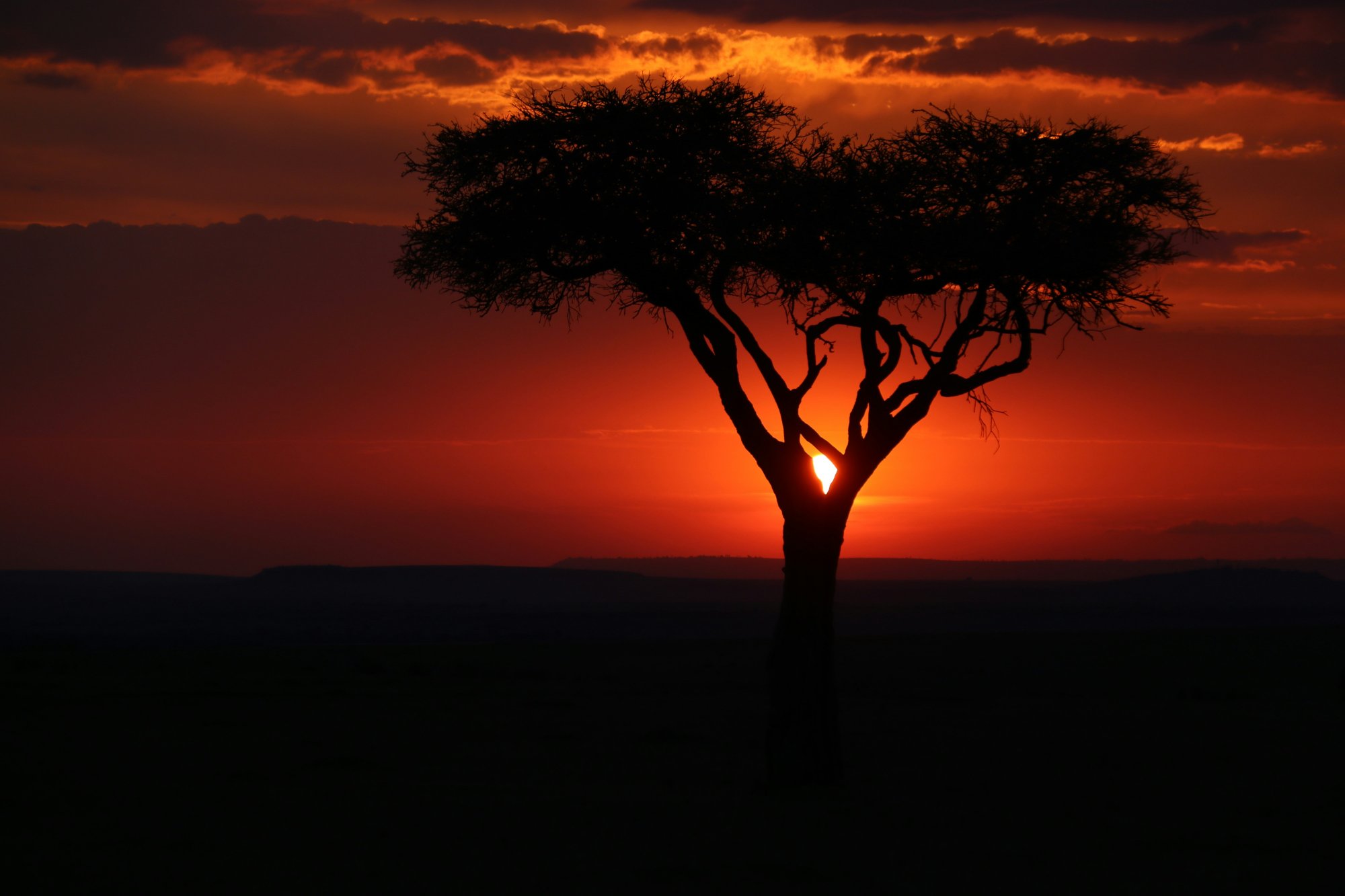 African acacia tree silhouetted against a sunset – the continent where dream traditions began