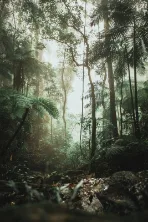 Amazonian Traditions