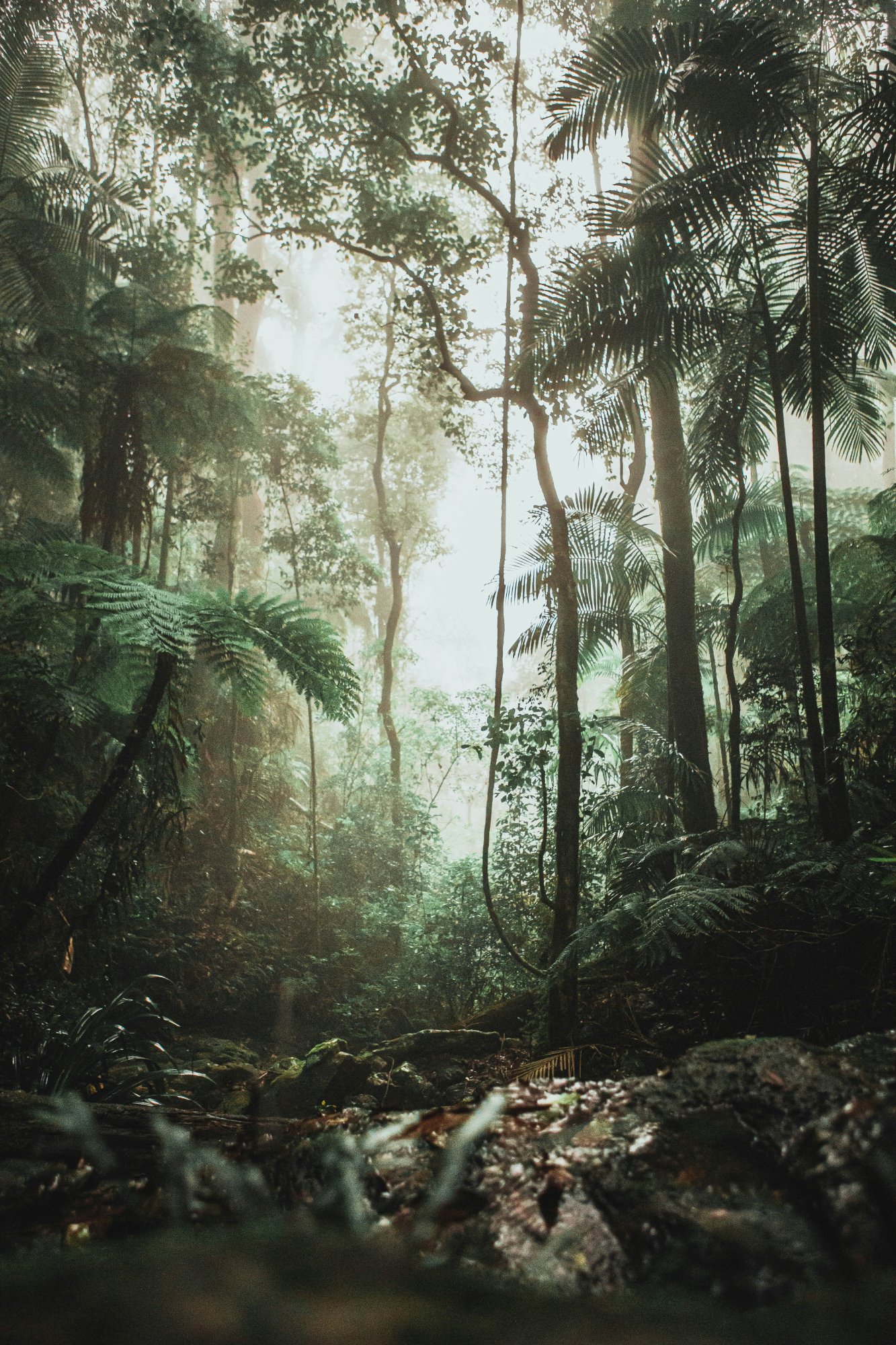 Dense Amazonian rainforest canopy with light filtering through – the green cathedral of dream plants