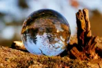 Prophetic Dreams
