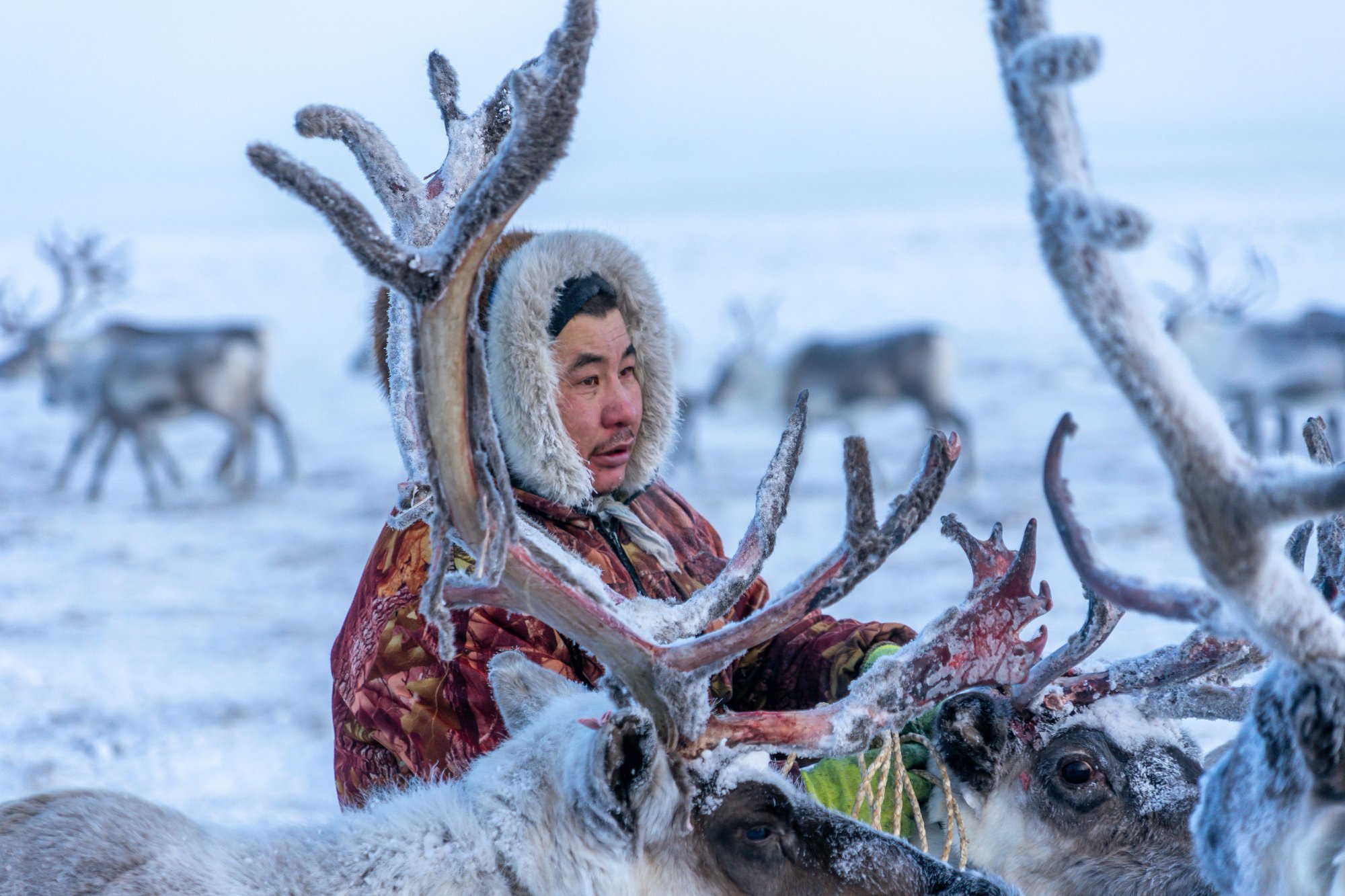 Siberian reindeer herder in frozen tundra – the ancestral homeland of shamanic dreaming