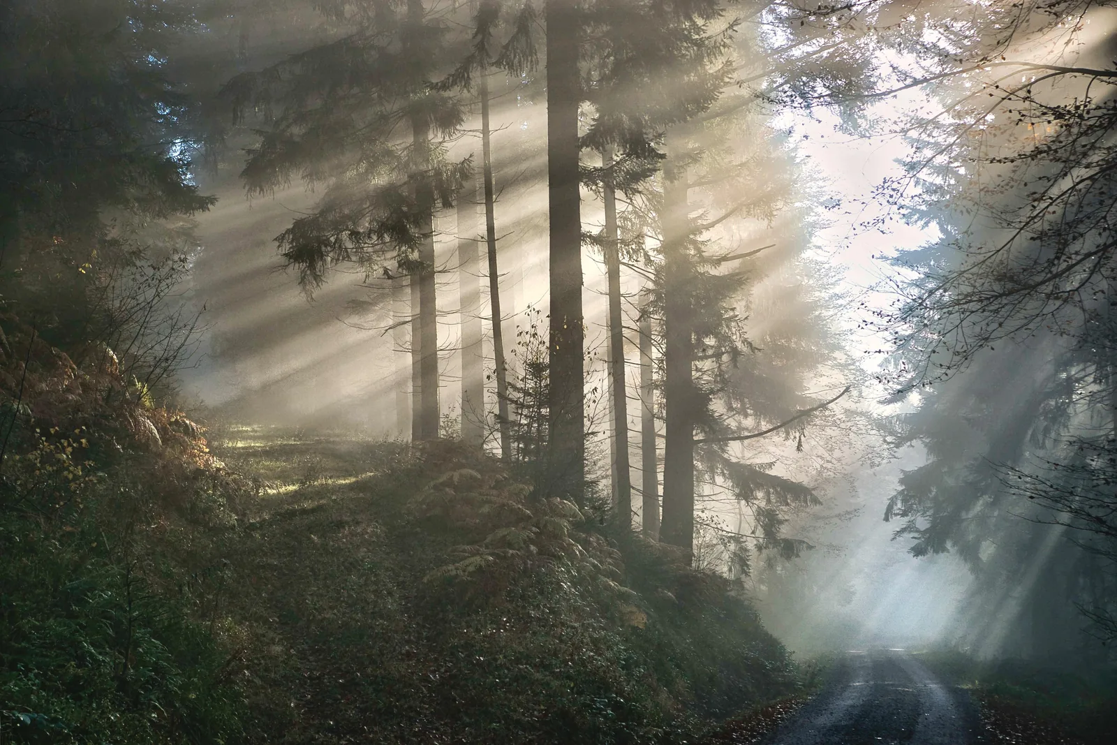 A misty forest road, light breaking through dark trees