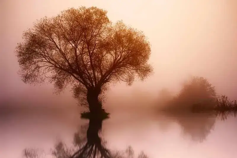 A solitary tree at dawn, a quiet moment of reflection